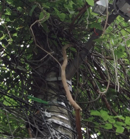 Foto de Postes tomados pela vegetação